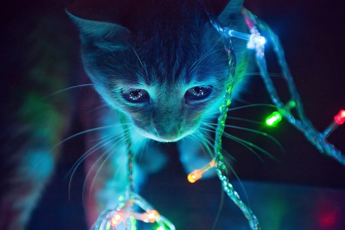 cat-in-lights