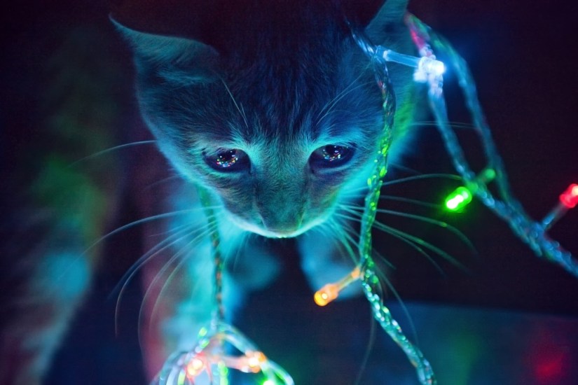 cat-in-lights.jpg